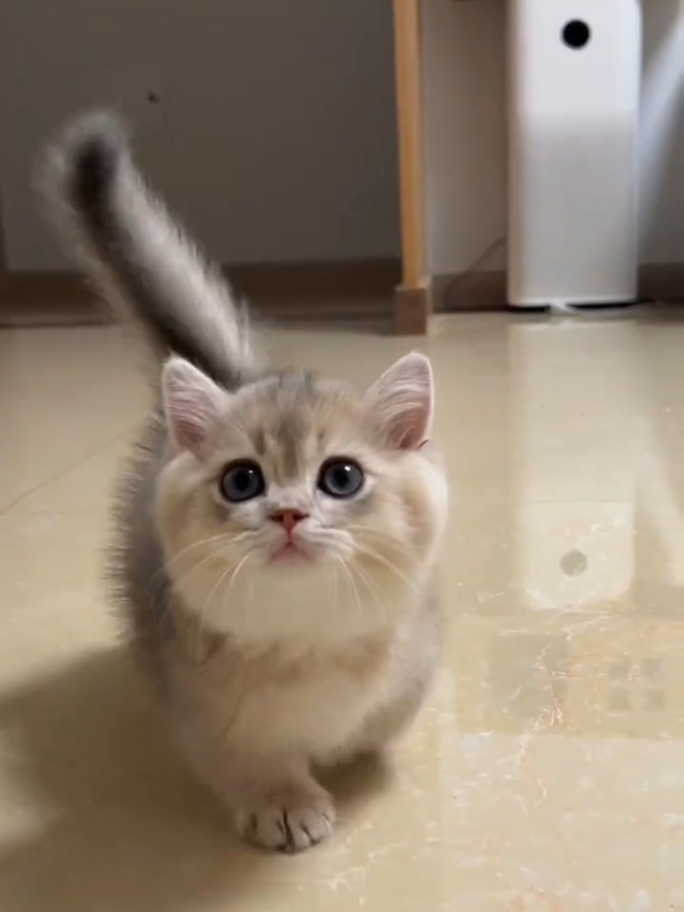 Cute Cats 😻❤ #cat #cute #catlover #adorable #viral