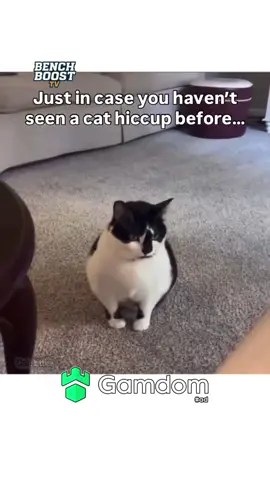 #fyp #viral #cat #catsoftiktok #cats 