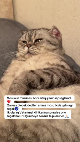 @ELGÜN🦂 @VetAnimal.baku   Heyvanin Semptom * Qusma * halsizliq * Dehidrasyon * isdahsizliq * Temperator yuksekliyi * yuxar tenefus yolarinin bakteryal infeksiyasi * Ag ciyerde surtunme  ve xirildi sesleri  Hemogram analiz cavabi Panleukopenia Virüs  Diaqnozu qoyulmusdu ve mulcesine baslamisdi bu virus peyvendi olmayan  2 ayliqindan 1 yasina qeder olan pisiklerde six six gormek olar ve son derece olumcul virusdu  ve pisikden pisike  kecicidir insansancun  her hansi bir tehluke dasmir .deqiq mualicesi  yoxdu sadece spesifik mualicesi var bununcun anti viralar ,antibiotikler vitaminler ve sistemler, imnofanlaedan istifade olunur .vaxt vaxtinda peyven eledirin it ve pisikleri  6 ci gununde analiz olunmusdu mualce yaxsiya dogur gedir ve mualce 8 ci hununde bitecek Retgen goruntusunde Heyvanin yuxari tenefus yolari infeksiyasi var bakterial bu burnunun balaca ve solnum problemleri yaratdiqi ucun bu problem onceden olduqu ucun virusa yolduxduqu ucun xestelik irelemisdir . #kesfetteyiz #mosu #like #kesfetteyiz #cat 