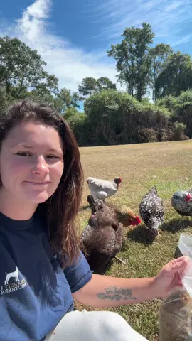 Black soldier fly larvae is a fan favorite around here. This 5.5 lb bag last me a long time with my girls #chicken #silkie #chickens #treats #fyp 