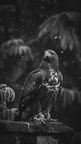beshak 🔥🦅::: #fypppppppppppppppppppppppppppppppppppppppppppppppppppppppppppppppppppp #fypppppppppppppppppppppppppppppppppppppppppppppppppppppppppppppppppppp #fypppppppppppppppppppppppppppppppppppppppppppppppppppppppppppppppppppp #fypppppppppppppppppppppppppppppppppppppppppppppppppppppppppppppppppppp #fypppppppppppppppppppppppppppppppppppppppppppppppppppppppppppppppppppp @TiktokPakistanOfficial @TikTok Trends 