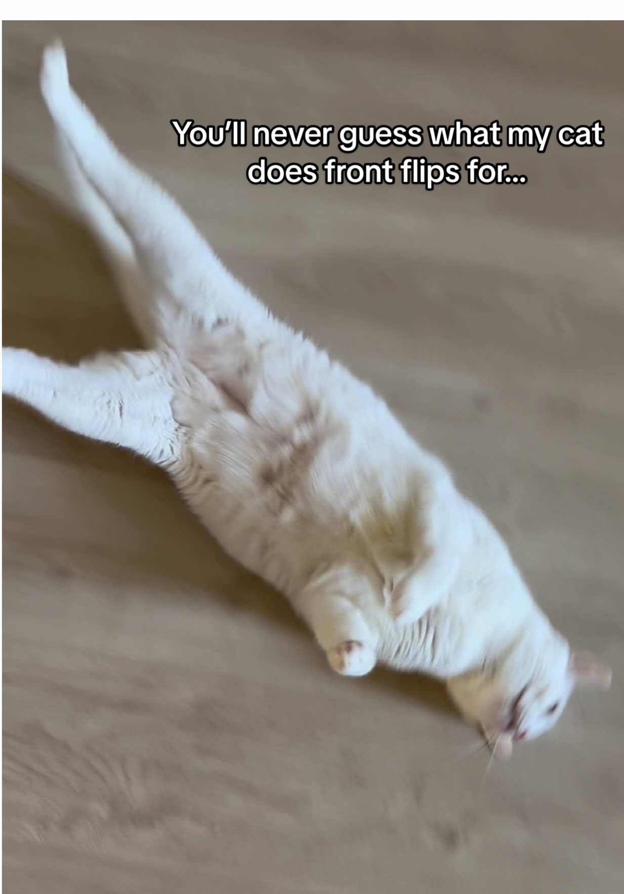 Why is he like this? 😂 #catsoftiktok #flipcat #funnycat 