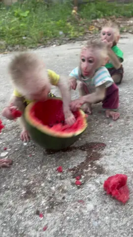 The monkey's great envy with the watermelon 🐒🍉 #MonkeyTok #FunnyMonkey #CuteAnimals #AnimalTok #ViralAnimals