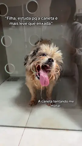 Med vet por amor ! 🫶🏽 🤡 #medvet #fy #veterinaria #dog 