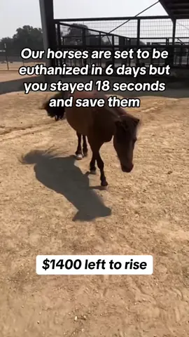 💔 Urgent Help Needed – Only 6 Days Left 💔 My dear friends, Our rescued horses are in a life-or-death situation. If we cannot raise $1,400 within the next 7 days, they will be euthanized. 😢 Your 18 seconds of kindness—just the time it takes to read this and share or donate—can save their lives. 🐴✨ Every single dollar counts. Whether it’s $5, $10, or simply sharing this message, your action can mean the difference between life and death for these innocent souls. Please help us reach the $1,400 goal before it’s too late. Together, we can give them the chance to live the happy, safe life they deserve. 🙏 Donate / Share / Save a Life 🙏 #SaveTheHorses 🐴 #RescueAnimals ❤️ #HorseRescue 🙏 #StopTheKill 💔 #EverySecondCounts ⏳
