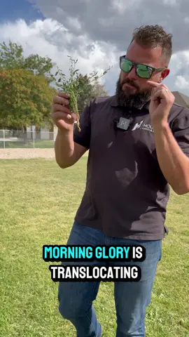 Tired of morning glory ruining your yard? Now's the perfect time to take action! Grab Ortho Weed-B-Gon from Home Depot and tackle this persistent weed head-on. Whether it's hand spraying a few weeds or hooking up to your garden hose for your entire yard, we've got you covered. Time to send those roots packing!#WeedControl #LawnCare #HomeImprovement