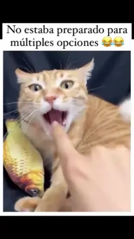 Cat are confused 😐 haha so funny shorts catsoftiktok😅😅🤣🤣🤣😜😜😜😝😝😝😛😛😛😅😅😅…. #funnycat #fyp #catsoftiktok #funny #cattok 