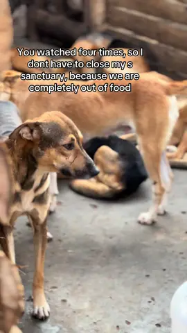 Link in bio #doglovers #dogsoftiktokviral #fypage 