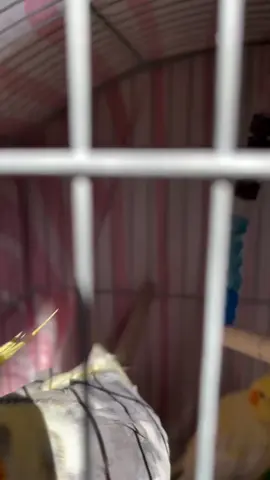 #cockatielsinging #HappyPetBirds#petbird, #birdtok, #birdcare, #pets, #PetsOfTikTok #cockatiel #cockatielsingingtraining #cockatielsontiktok #cockatielsinging#creatorsearchinsights#Enocockatiel#exhibitionbudgies #cockatiel #funny #birds #beautiful #cockatielsinging #lovebirdscouples #lovebirds #budgies#Enocockatiel#exhibitionbudgies #cockatiel #funny #birds #beautiful #cockatielsinging #lovebirdscouples #lovebirds #budgies funnycockatielsinging#ForYou #ForYouPage #FYP #Viral #TrendingNow #Explore#WorldTrending #GlobalFYP #ViralVideo#SingingBird #WhistlingBird #ParrotSinging #BirdMusic #ViralSounds #FunnyBirds #TalentShowPet#Cockatiel #CockatielSinging #CockatielTok #TalkingBird #BirdTok #ParrotTok #PetTok #ViralBird #CuteBirds #birdlovers 
