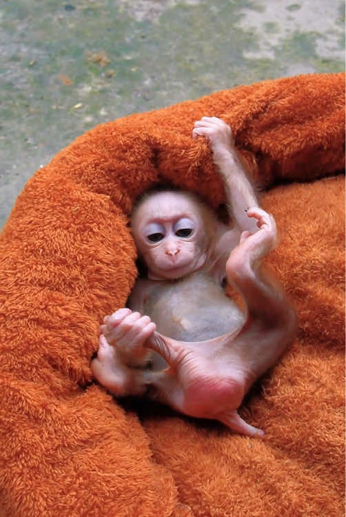 Funny monkey #monkey #annimals #fyp #monkeydluffy #monkeysoftiktok 