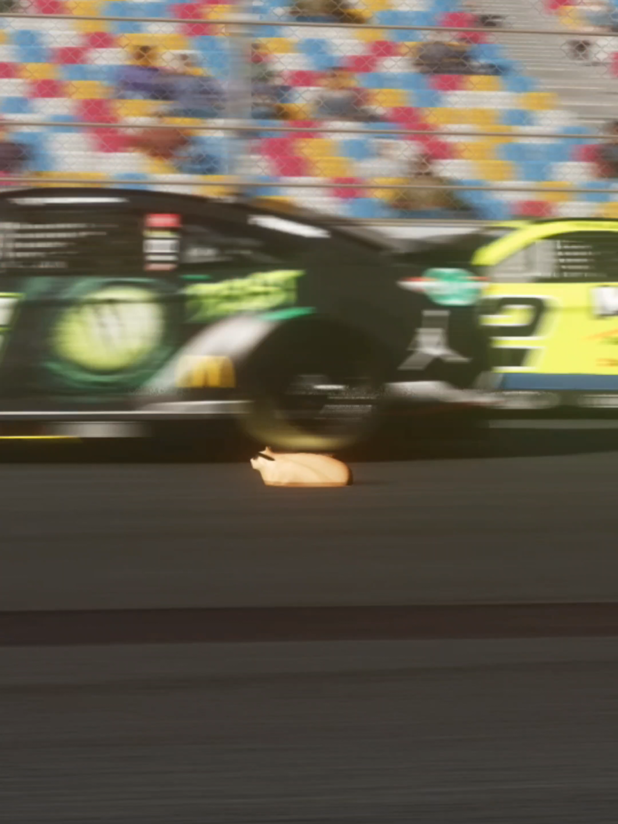 @metallica = GOAT. #meow #pablo #animals #cat #nascar 