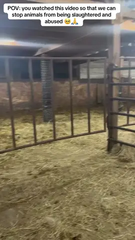 THE EMPTY PEN! Before we show the unloading videos, I think it’s so important to show the literal hell they came from and what it really looks like.  This is a brief walk around a slaughter holding facility. Not many people are able to capture what it really looks like, and we’re grateful we are allowed to share this footage. I ask you keep that in mind before you disparage the owners. This a far deeper rooted problem than just them.  The horses are packed (sometimes 100+) into this small barn and the overcrowding creates fighting for resources — water, hay and just a simple place to lay down and nap. No horse wants to lie down in manure and urine, and this floor reeks of it. You can hear me realize I have cloth shoes on and yes by the end of this walk around my socks were soaked in black water. It’s disgusting. It is not usually this unclean but the reality is that people are dumping horses at a more alarming rate than ever before.  The fact that we subject any animal to this is abhorrent but all around the country horses are held inside locations like for a few days to a weeks before being shipped off to slaughter. And this facility actually does provide water and hay. Cody told me simply that others don’t quite care so much.  We know this will make people angry at the facility owners but they are not the true or only villains here. It is not so black and white as that. They are simply cleaning up the mess made by our throwaway society, and allowed to operate as is because our laws are so slack for livestock.  Unwanted horses are being dumped by the thousands right now. Every auction and holding facility are over crowded and full. We need to really start thinking about investing in low cost euthanasia and gelding clinics and holding over breeding or unprofessional breeding accountable, otherwise the slaughter pipeline in America is never going to stop churning out horse meat for foreign countries. People keep asking us why do we keep coming back despite numerous reasons to stop?  The horses 🙏🥺 to donate link in bio #foryou #usa🇺🇸 #fyppp #foryoupage #horsetoker 