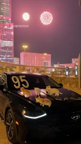 اليوم الوطني السعودي ٩٥ 🇸🇦 #kittens #ميو #اليوم_الوطني_السعودي_95 