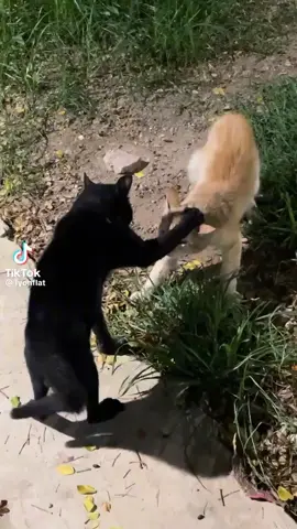 Pastor Gato 🤣🤣🤣🤣