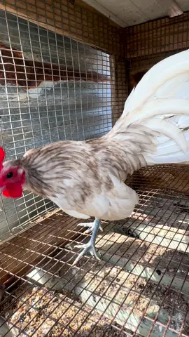 #oldenglish #bantams #gamefowl #video #mexico 