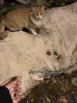 #fypシ #مين_يصدق 