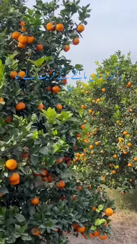 Sialkot bajwat malta red blod #grow #nature #million #tiktok_india #youtubers #fruit #village #farmar #malta #farming #villgelifestyle #shorts #grapefruit #agriculture #viral ##fasyalsialkoti #tik_tok #plum 