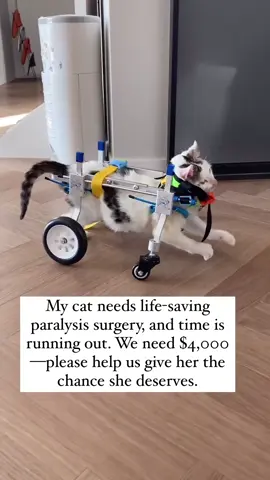 She still tries to move, but her body won’t let her. My cat needs life-saving paralysis surgery, and time is running out. We need $4,000—please help us give her the chance she deserves.GOFUNDME LINK IN BIO 🙏🥺