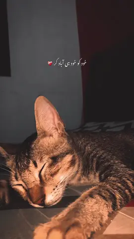 Khud ko khud ee abad krr-💫 | Paid Repost Avalaible • #urdushayari #urdushayari #viralvideo #viralvideo @TikTok 
