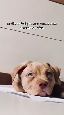 💙✨ #dogsoftiktok #pets #pitbullsoftiktok #pitbull #pitmonstersbrasil 
