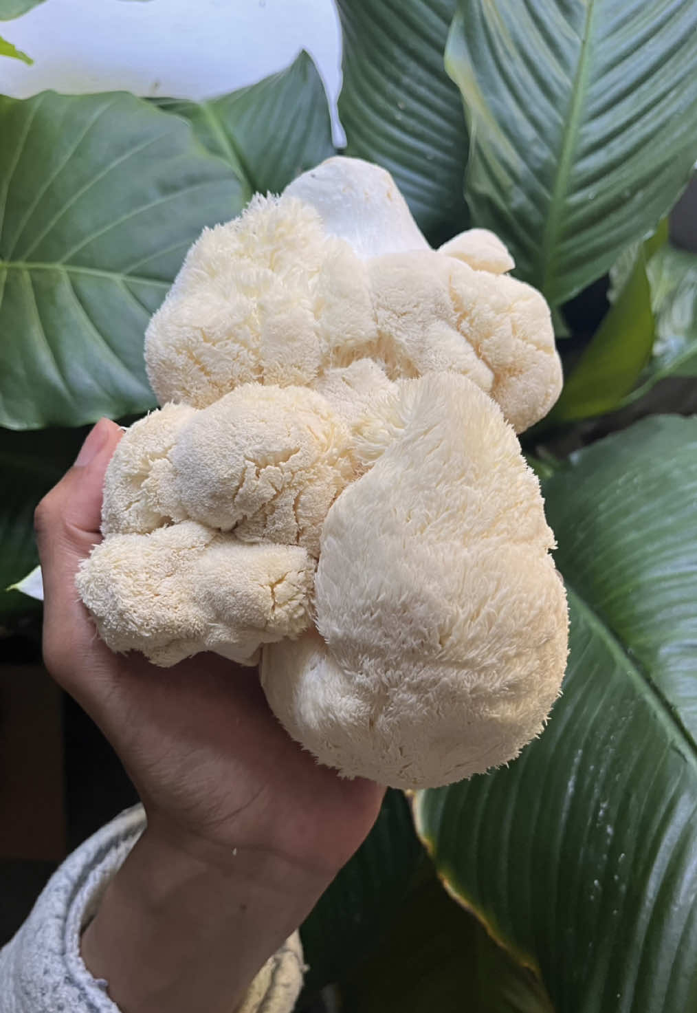 I turned this into that 🌱 #plantbased #vegan #vegancooking #lionsmanemushroom #meatlessmeals 