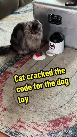 Who says dog toys can’t be a cat toy too. Cat treat toys.  #cattoys #dogtoys #petmusthaves 