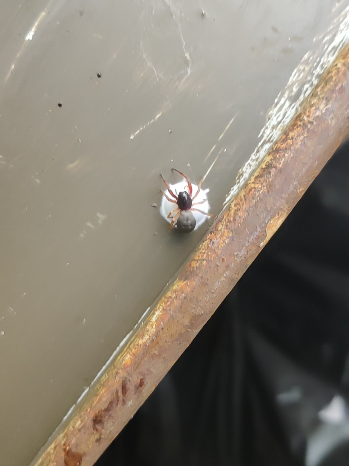 never a dull moment when you're picking up trash at the park. check out this mama spider getting her groove on while spinning up an egg sac