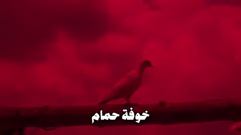 خوفة حمام . #سيد_سلام_الحسيني 