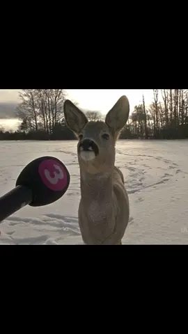 Mwah #deer #fawn #babydeer #sillygoose #silly 