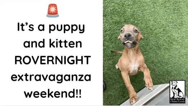 Ok everybody, please share far and wide, this is exciting news!!  Because this weekend is no ordinary weekend.  JUST IN, this weekend is a PUPPY & KITTEN ROVERNIGHT EXTRAVAGANZA WEEKEND!! Have you been thinking about getting a puppy or pair of kittens? Then this is the PERFECT opportunity for you! Come get a sweetheart! Pick Up is Friday, 9/26 and return is Tuesday, 9/30. If you fall in love with your adorable house guest, you can extend their stay by becoming their official foster home or forever home! We have had great success with our Rovernight Program and have saved so many more lives because of people like you!  🚨We have an overwhelming number of puppies and kittens right now. And their little chubby tummies and puppy breath/kitten whiskers are being wasted on us! They should be at home with you, where you can soak up allll that cuuuuuute! 💗 They need your help. This is a great way to get started and to get your whole family on board.  Sign up now, space is limited: Strayrescue.org/puppy-kitten-rovernight If you definitely cannot pick up a puppy, kittens, or adult this weekend, PLEASE send supplies from our wishlist! Thank you so much!