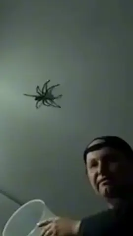 🥹😅 #fyp #viral #funny #spider #australia 