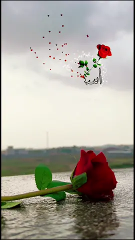 #صباحكم_سعادة_وعافية_وراحه_بال🌹🍃 