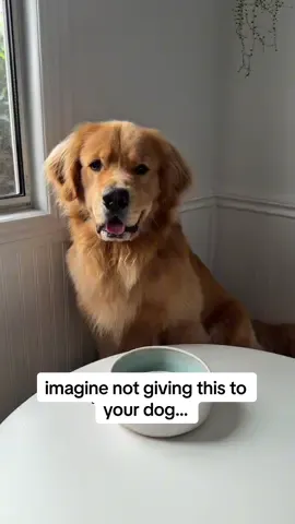 @Zebby The Golden Retriever gets it, The Daily is amazing ✨  #dogtok #dognutrition #doghealth #dogsupplements 