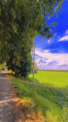 Nghèo mà vui #cảnhđẹpthiênnhiên #thiennhien #langthanghaychill #chill #quebinhyen #chill #xuhuongtiktok #xuhuong #dongthap66 