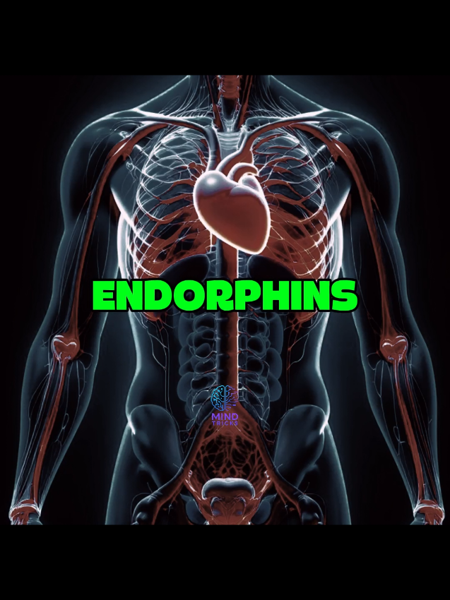 Endorphins.  #psychology #brainpower #psychologyfacts #Neuroscience #endorphins 
