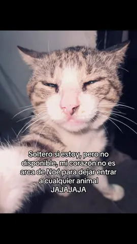 Soltero si estoy, pero no disponible, mi corazón no es arca de Noé para dejar entrar a cualquier animal JAJAJAJA #fyp #viraltiktok #paratiiiiiiiiiiiiiiiiiiiiiiiiiiiiiii #gatostiktok #amor 