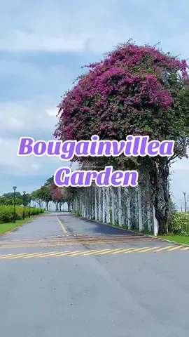 #BougainvilleaGarden #EastCoastPark #Singapore 