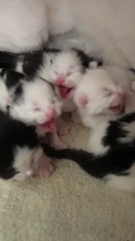 There is absolutely nothing more adorable than newborn kitten hisses! Nothing! #kittens 