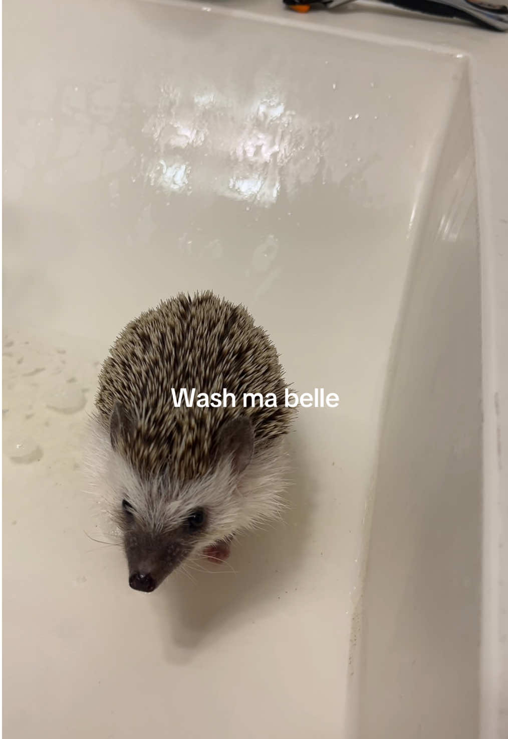 Phoebe is not happy w me 💔💔 #washmybelly #hedgehog #fyp #foryoupage #viral 