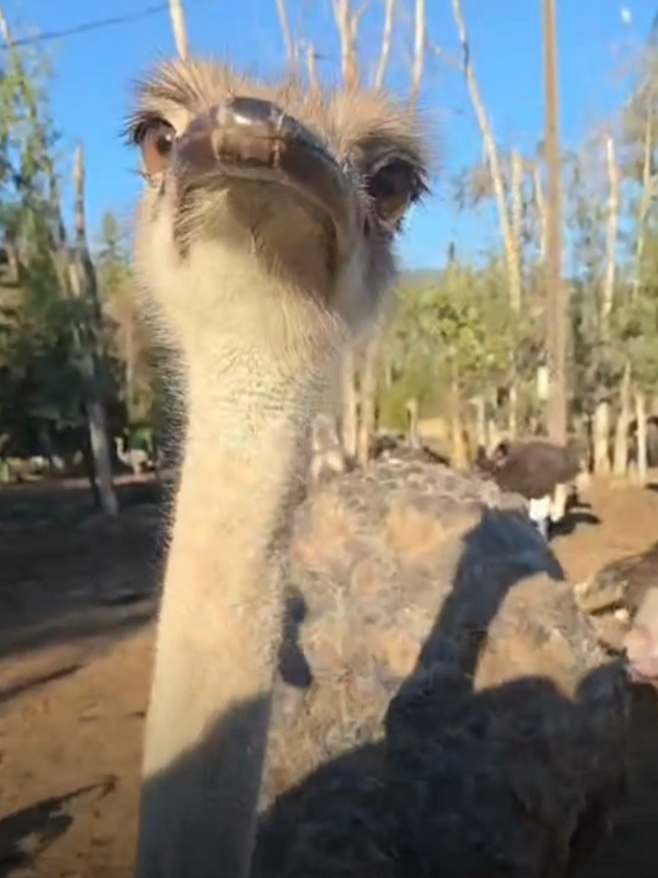 @universalostrichfarms  🚨 Universal Ostrich Farm – Edgewood, BC 🚨 Right now, a heartbreaking situation is unfolding at the Universal Ostrich Farm in Edgewood, BC, involving Karen, Katie, and their family. Their ostriches are at risk, and this family is doing everything they can to protect them. We need to come together to spread awareness and stand behind them with peaceful support. 🕊️ ✨ Here’s how you can help: Follow Katie on Facebook for updates. Join the Universal Ostrich Farm Group on Facebook. Visit SaveOurOstriches.com to learn more and get involved. Share this post so more people know what’s happening. These animals are innocent, and every voice counts. Let’s raise awareness and show this family they’re not alone. 💔 #SaveOurOstriches #EdgewoodBC #UniversalOstrichFarm #AnimalAwareness #PeacefulSupport  