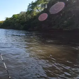 História de pescador tá virando verdade com as câmeras por perto! 🎣😂 Fui dar aquele arremesso caprichado da isca artificial na beira da pauleira e, do nada, um pato atravessa o voo bem na frente da filmagem. 🦆✨ Pensa na cena inusitada… no final, tudo correu bem e ficou registrado! #PescariaEsportiva #HistóriaDePescador #PescaComIsca #PescaEsportivaBrasil #VidaNaBeiraDoRio