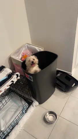Y’all I really be wishing that I would be making this stuff up, but I don’t. I had to call my friends to show them this foolishness. #dogmom #yorkie #yorkiesoftiktok #puppy #fyp #fypシ #foryou #foryourpage