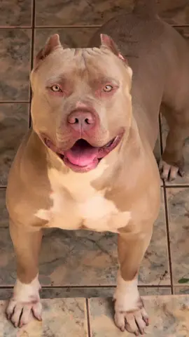 Você ficaria ou correria? 🤯 #pitmonster #pet #dog #fyp #viral 