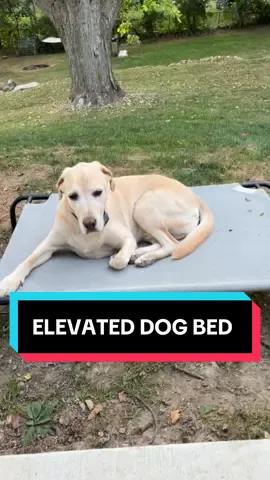 An elevated dog bed - your dog will love! I catch both my dogs begging to go outside and argue over who is going to jump up on this dog bed first! Before we added one of these to our yard they would be begging to come inside! Now both my dogs want to be outside all the time! #elevateddogbed #dogbed #dogs #bed #dogssleeping 