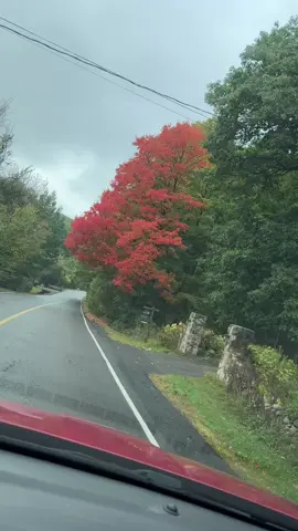 #canada_life🇨🇦 #montreal  #montrealtiktok #algerie🇩🇿 #autumn 
