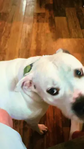 #orientfire #orientfiretrainingcollar #dogsoftiktok #pitbull 