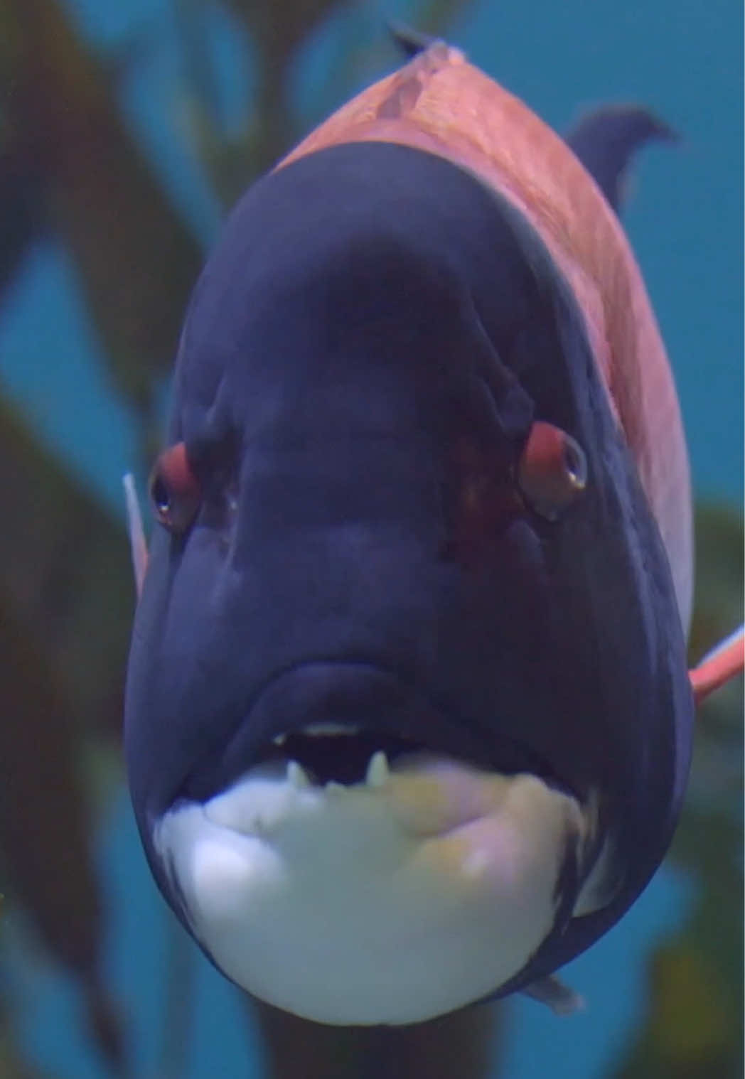 Our two aquariums are swimming with fish of all shapes and sizes, from tiny lumpsuckers to massive sheephead! #fish #aquarium