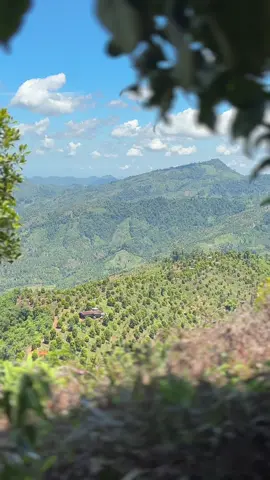 Membalas @agriculture906aku tidak melihatnya, disini aku sedang bermain dengan pragos 🙏😁 #petanibiasa 