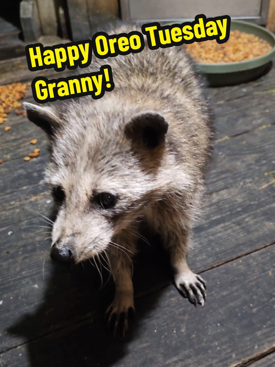 happy Tuesday Granny!  do you already want a cookie? #granny #raccoon #wildlife #grannyraccoon #oreo
