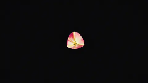 #falling #xyzbca #Love #flower #laufey #kimkardashian #hopecore 